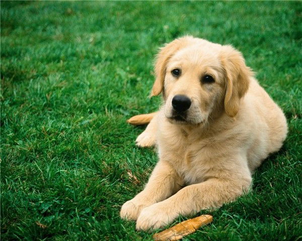 Стэлла Горностаева