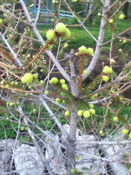 Рамзия Зарипова