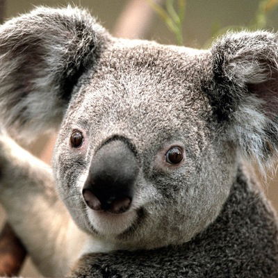 Егор Загуляев