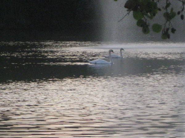 Евгения Исаева