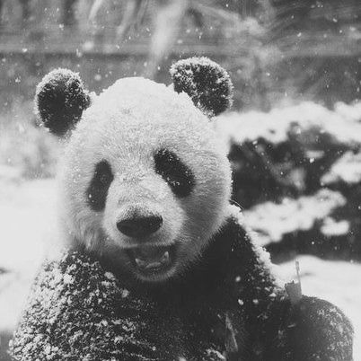 Гоша Волков