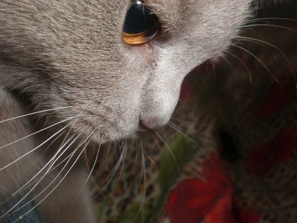 Сергей Рыбка