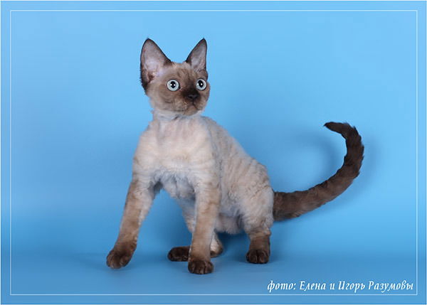 Елена Елина