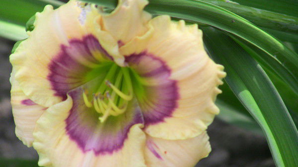 Раиса Сафонова