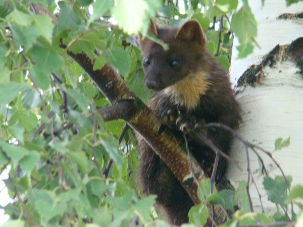 Дуся Климова