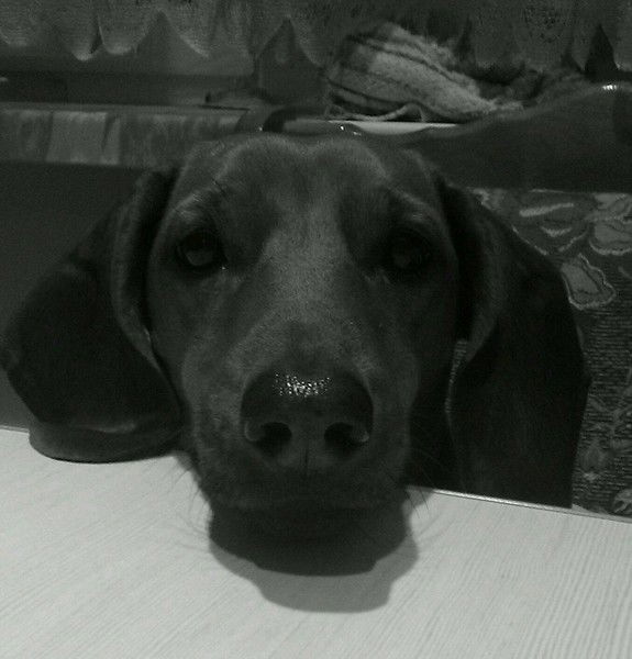 Лена Стуркович