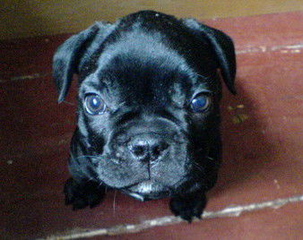 Александр Хомяков