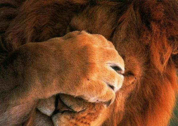 Кристина Асланянц