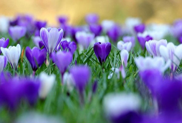 Оксана Яковлева