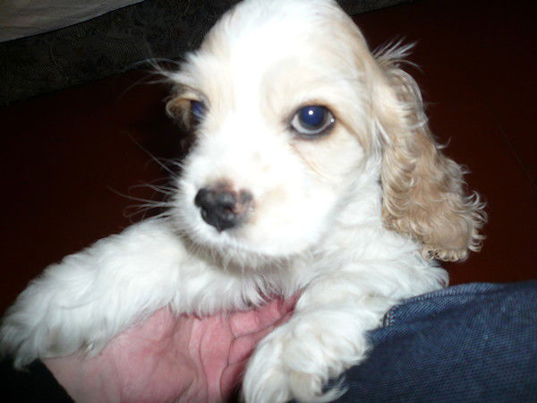 Илья Колесников