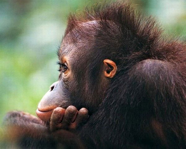 Сергей Бастин