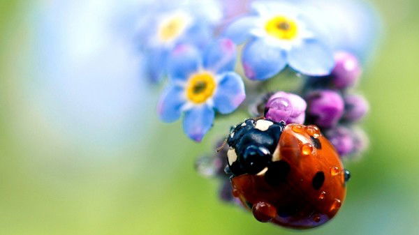 Хусан Таджиханов