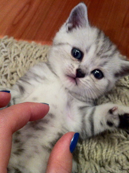 Оксана Агаркова