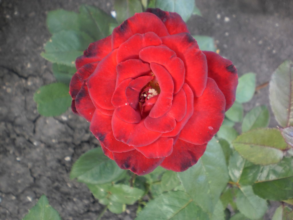 ***любаша*** *)*)*)