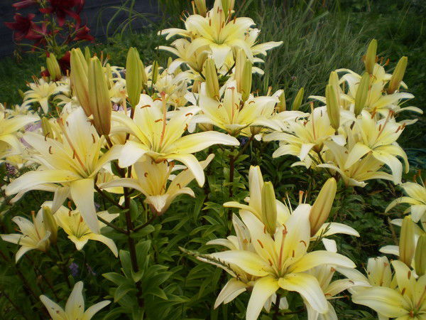 Марина Логачева