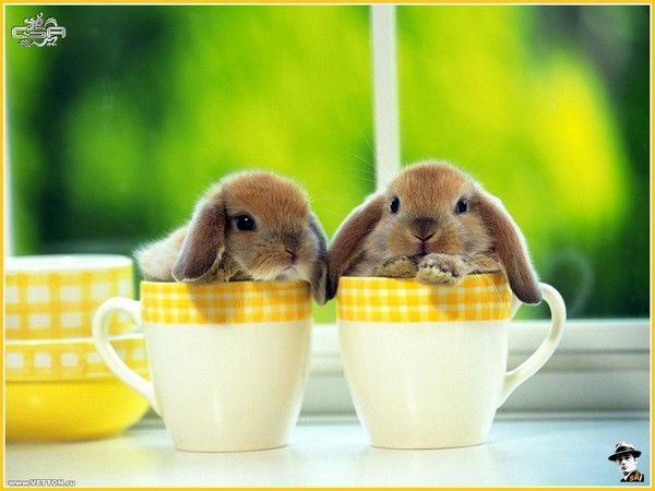 Эльмира Гатауллина