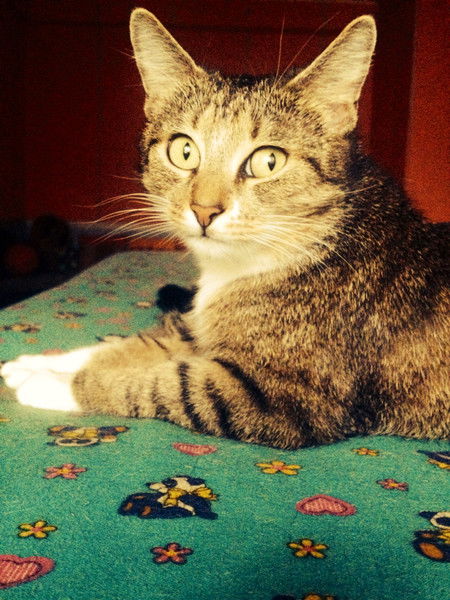 Кветко Елена