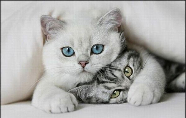 Ольга Лебедева