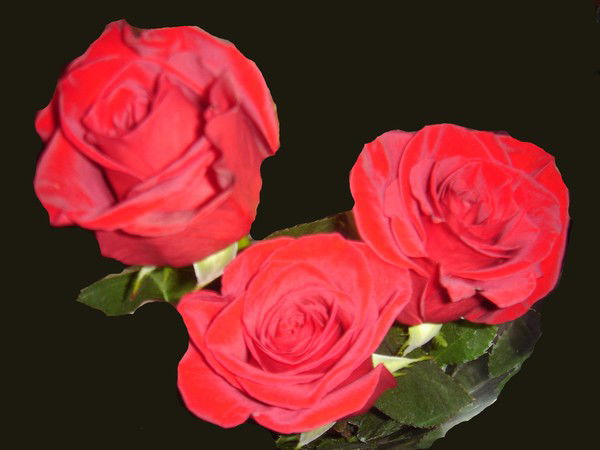 Татьяна Лашевич