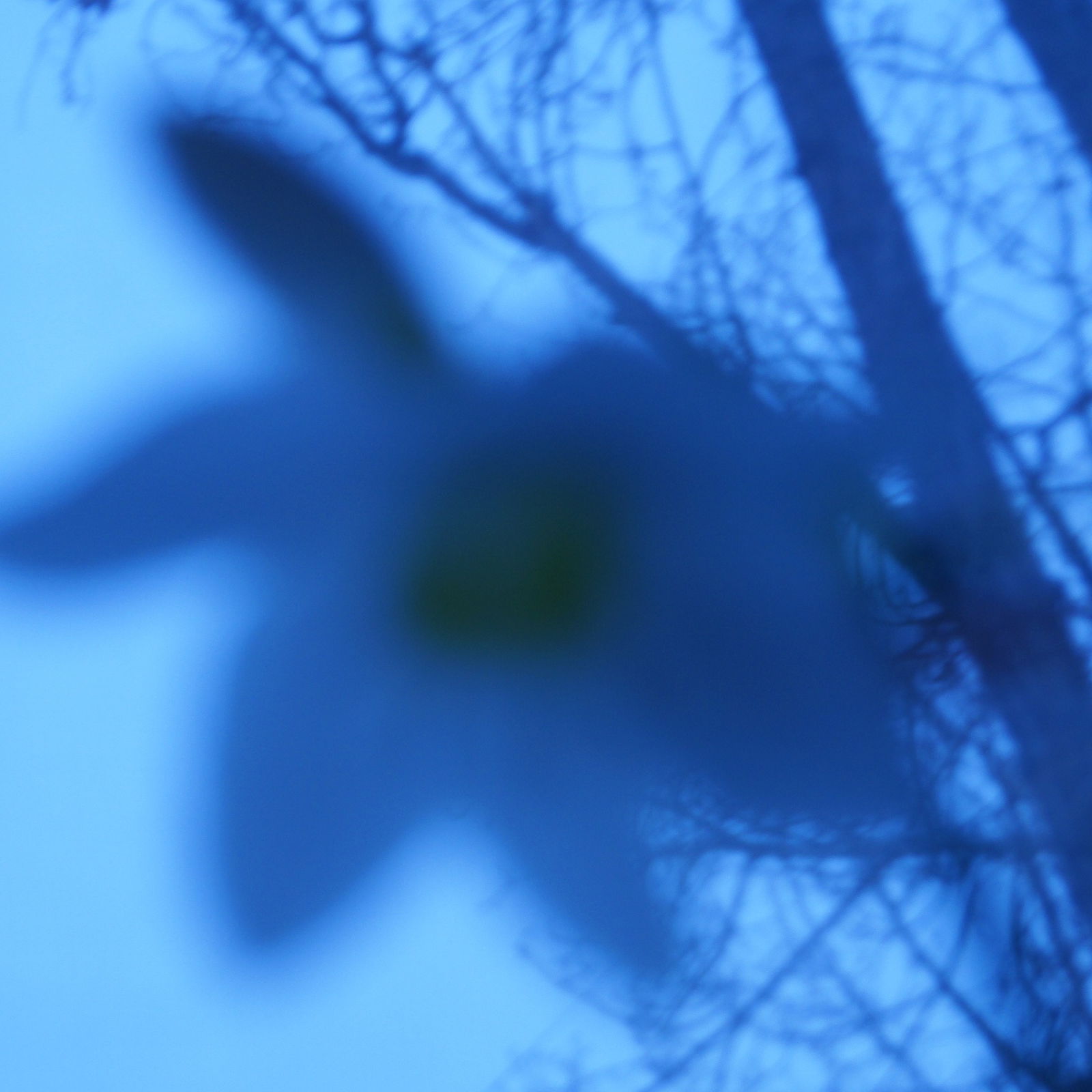 Афина Грамматикопуло