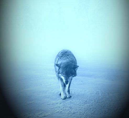 Андрей Выжевский (У)