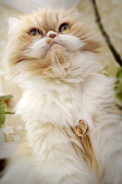 Сергей Шадрин