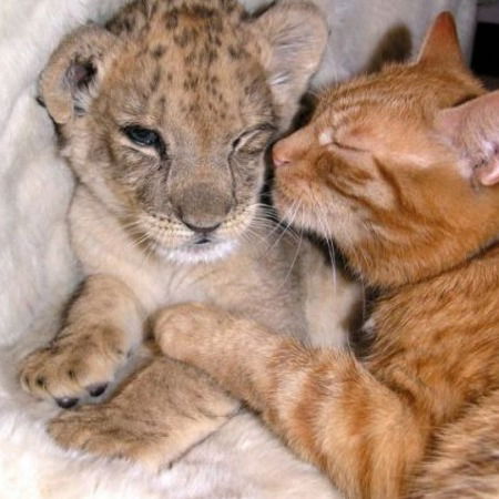 Егор Кислов