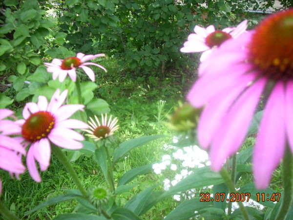 Мария Комарова