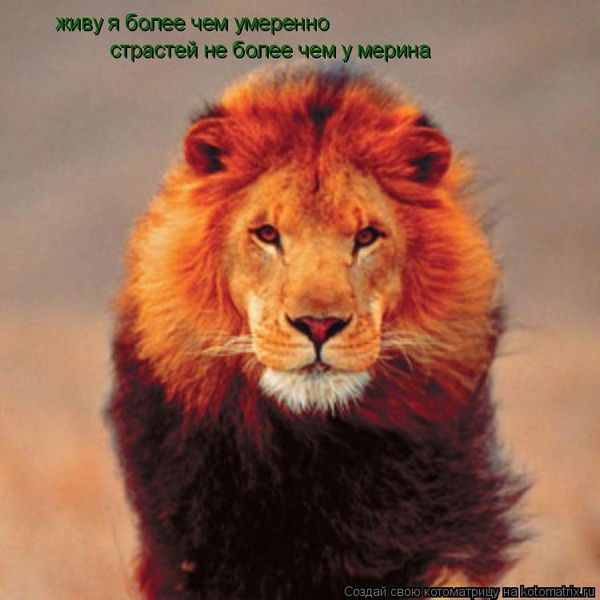 Ахмед Евлоев