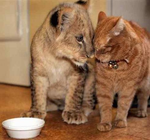 Оксана Корганова