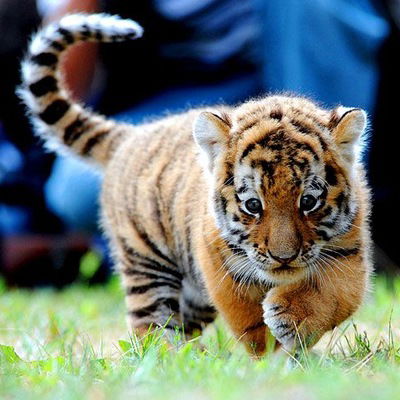 Лиза Утенко