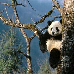 Али Султанович