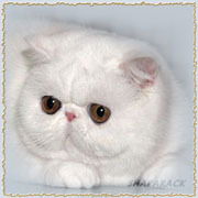 Светлана Сайфутдинова