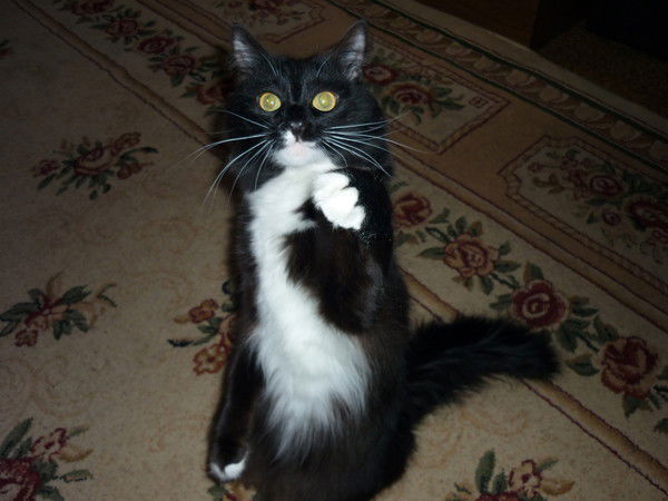 Юрий Чеботарев