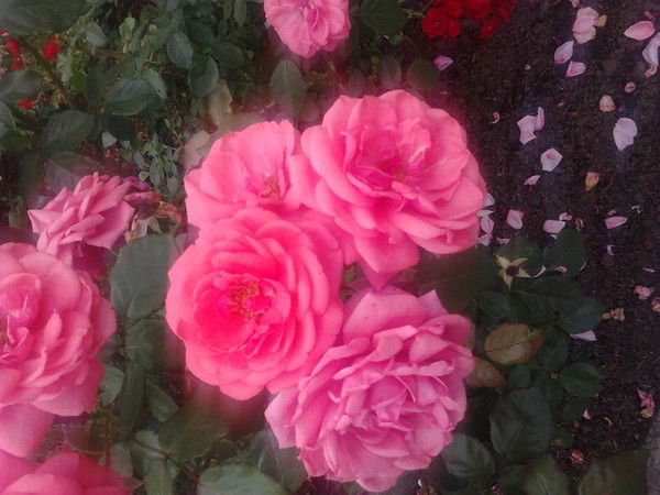 Дарья Матвеева