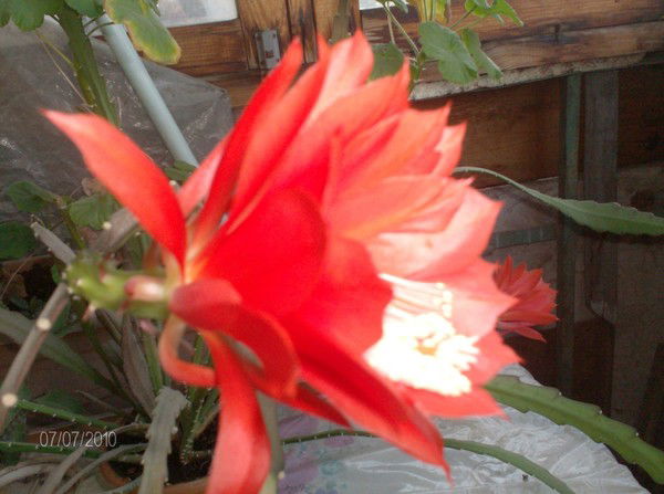 Валентина Несоленова