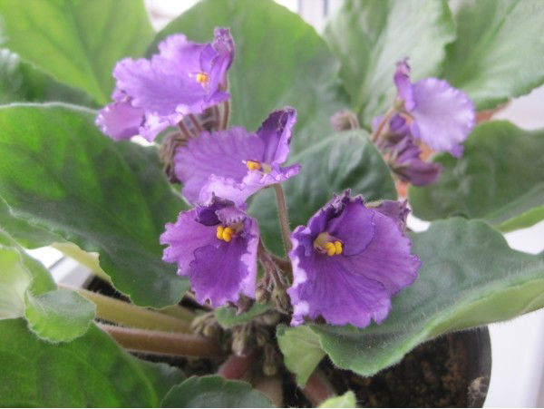 Валентина Свириденко