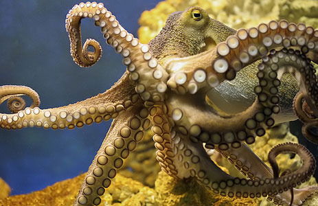 Ольга Храмова