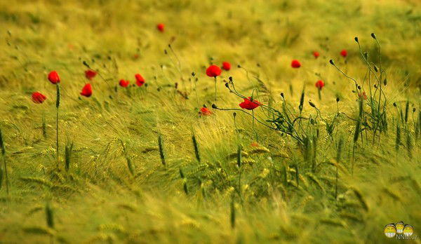 Людмила Мяконькая