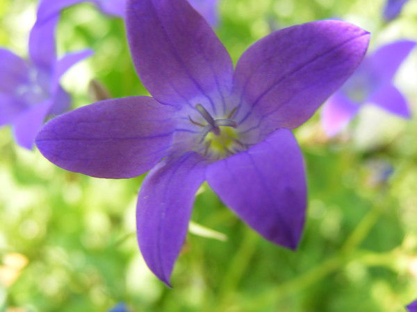 Элеонора Федосеева