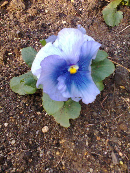 Виктория Маловик