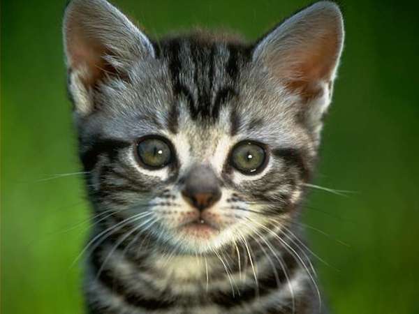 Екатерина ,,,,,,,