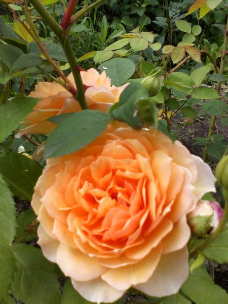 Надежда Каброва