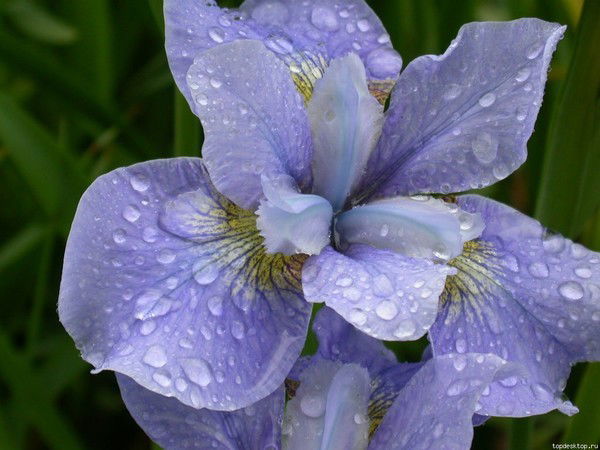 Наталья Алхимова