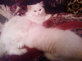 Виола Расторгуева