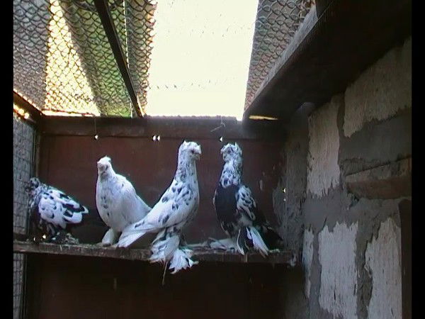 Валерий Борта