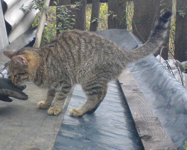 Нина Субботина