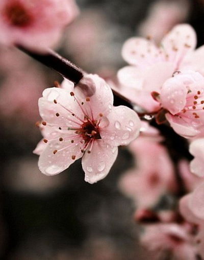 Виктория Матвеева