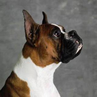 Зырянгефест Зырянгефест