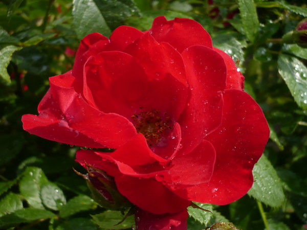 Елена Никушина